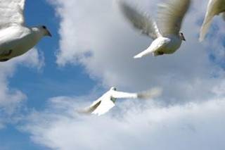 Sarasota Dove Release