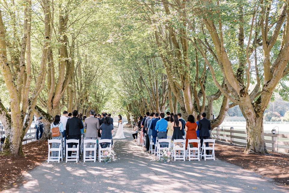 Ceremony beneath maples