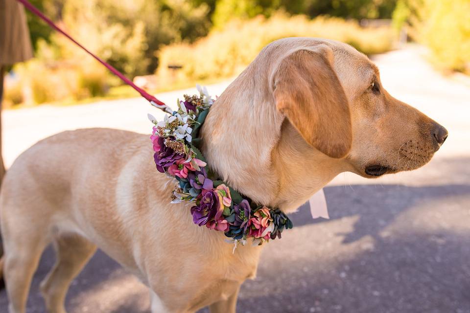 Man's best ring bearer
