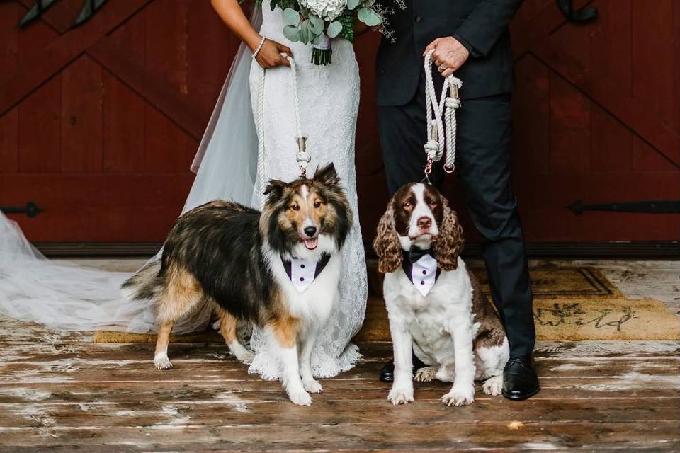 Pet Friendly