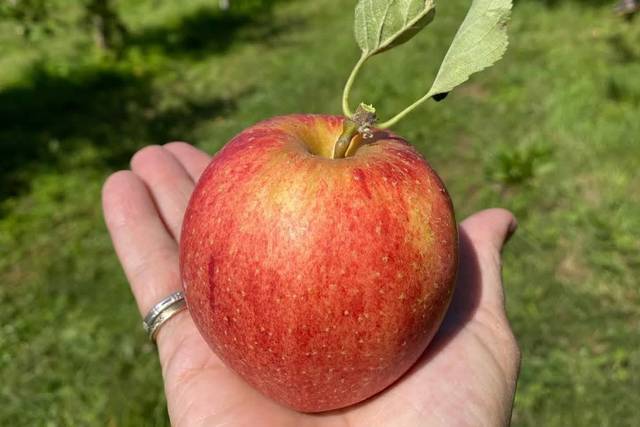 Tree Licious Orchards