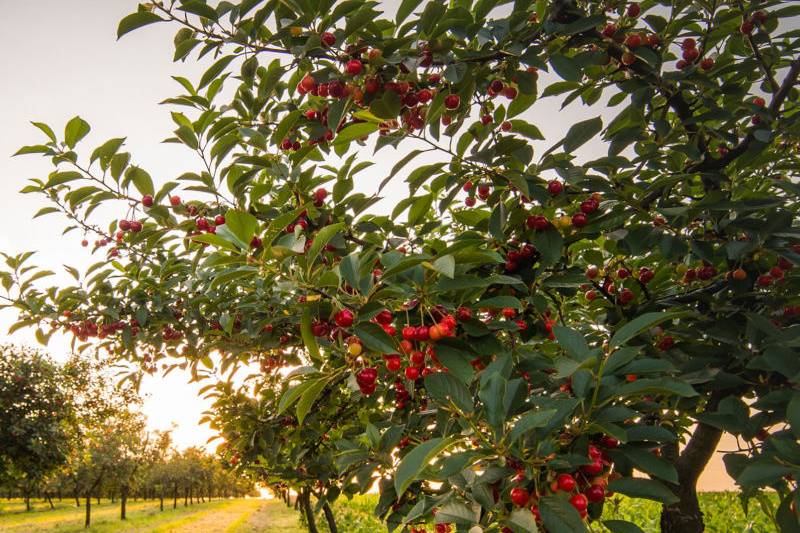 Tree Licious Orchards