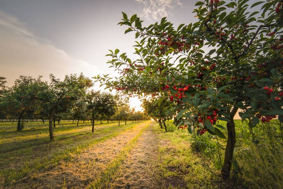 Tree Licious Orchards