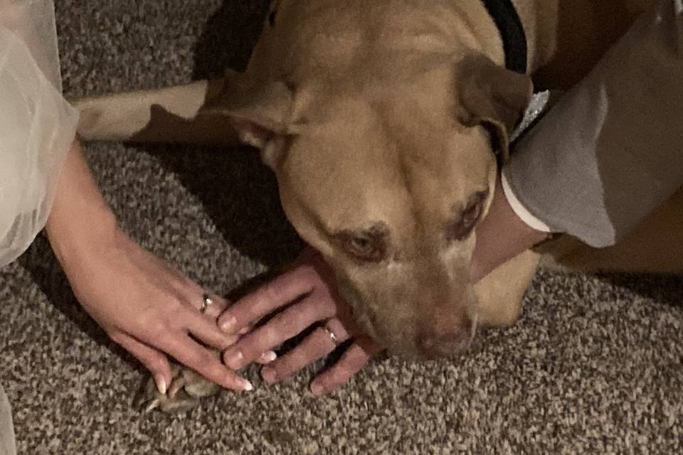Best ring dog
