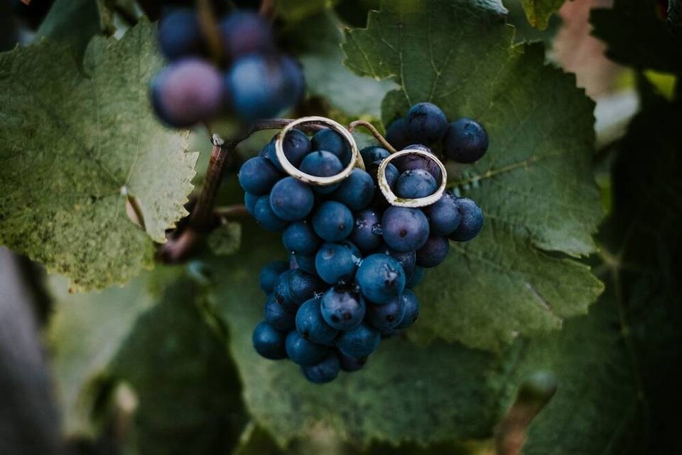 The rings in Burgundy Winery