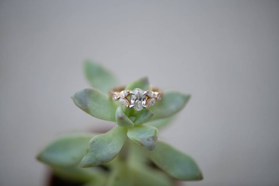 Melissa Petrie Photography