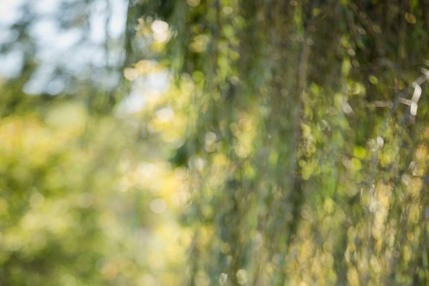 Couple kissing beneath a willow tree