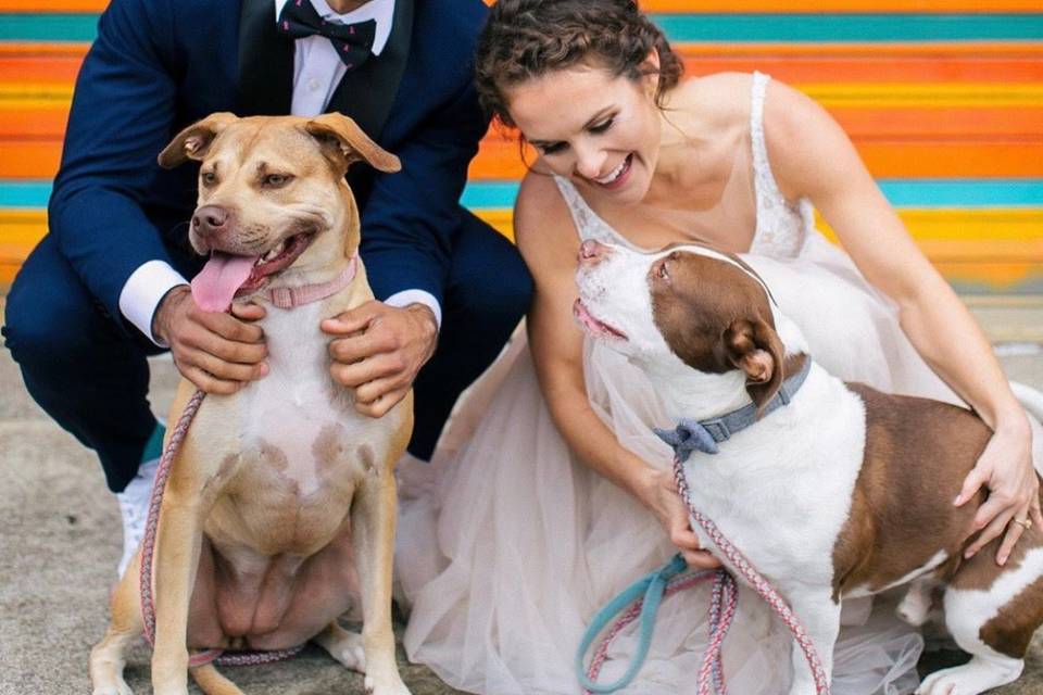 Bride, Groom and Dogs
