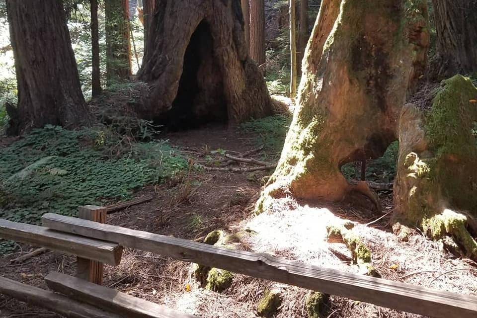 Officiant @ Muir Woods