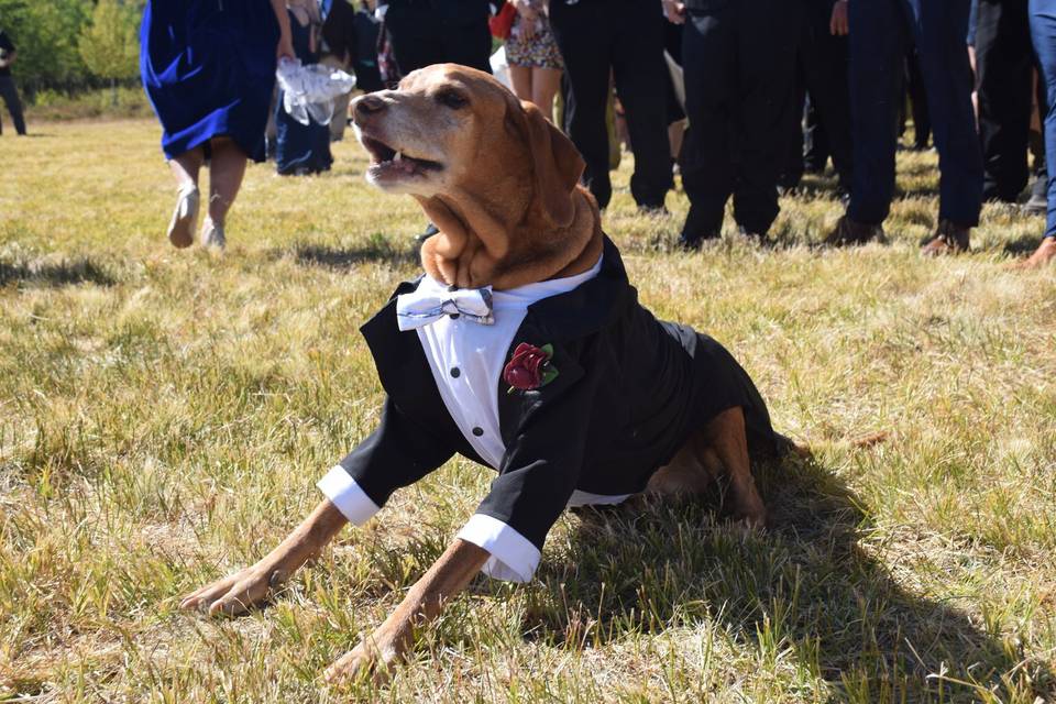 Dog in Tux