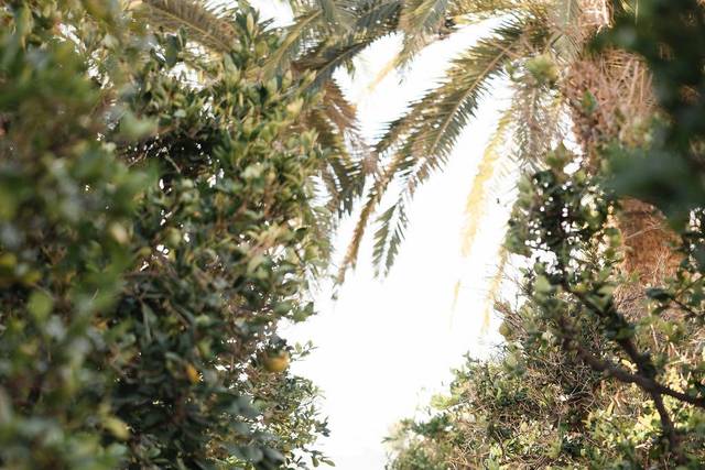 Winové Phoenix Bridal hair and