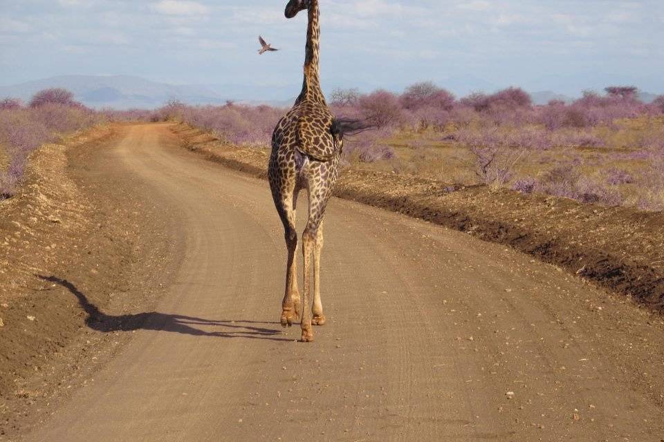 Curious Tourist Travel