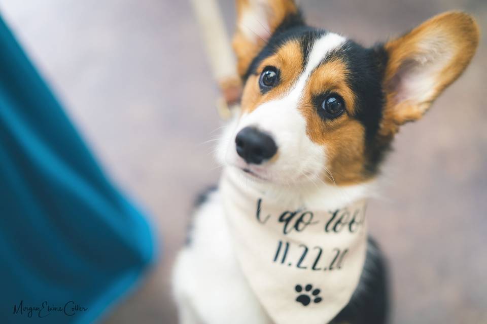 Ring Bearer