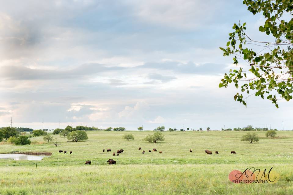 View of Buffalo