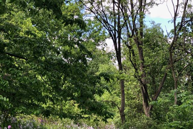 Garden path