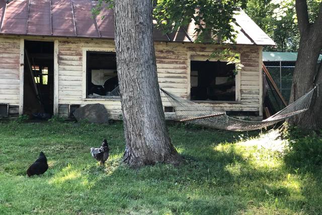 Hens and henhouse