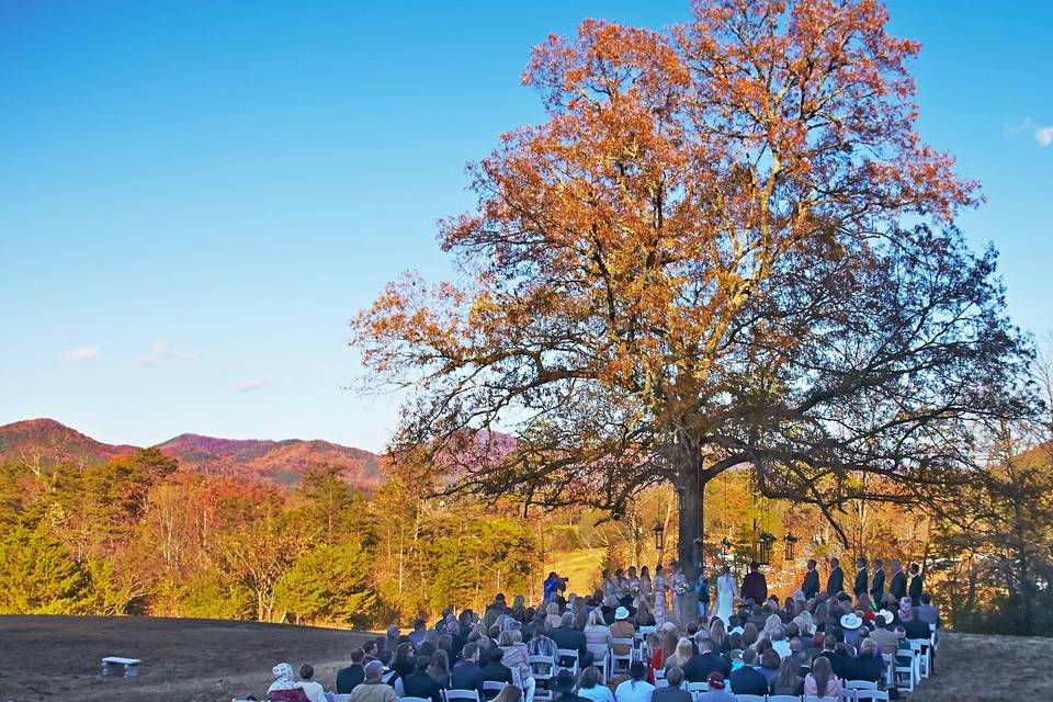 Oak Tree Wedding