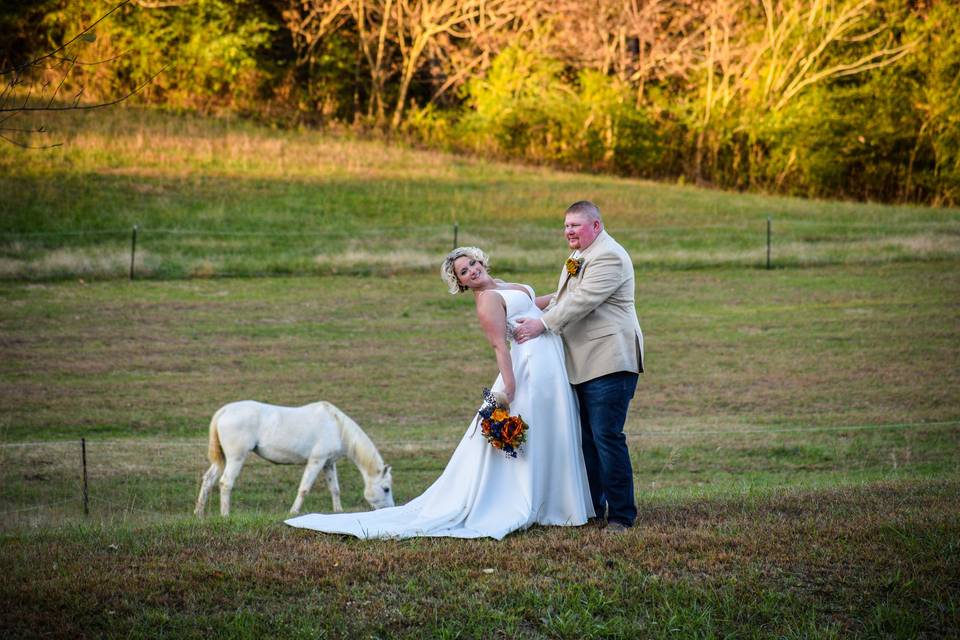 Horses always in backdrops