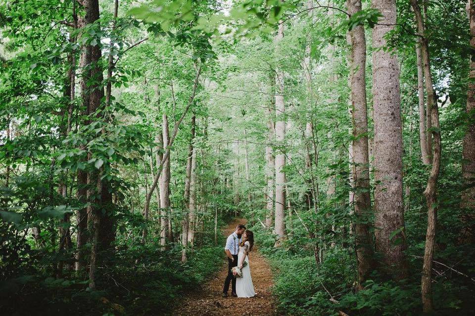 The forest trail