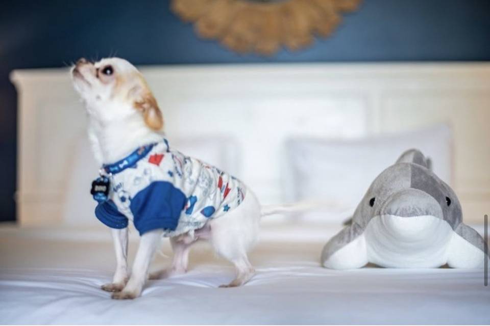 Pet Friendly Wedding Venue
