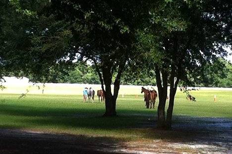 Southern Charm Ranch