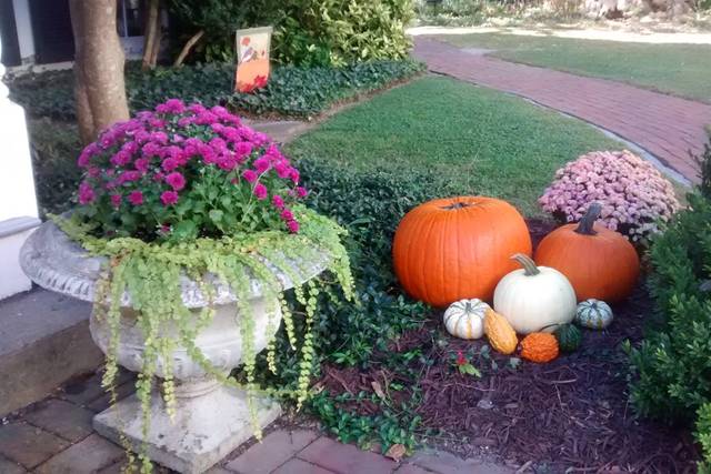 Pumpkin patch