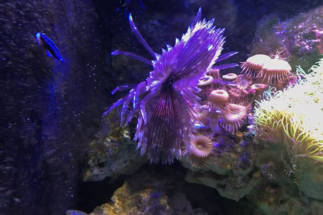 Ocean Garden
