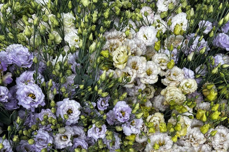 Lisianthus