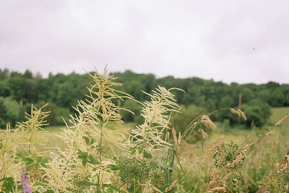 Grassy Grounded Florals