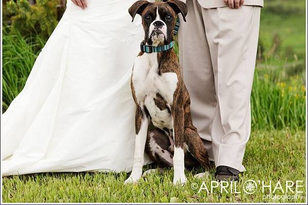 Boxer dog Milo featured in his parent's wedding photos at their wedding in Steamboat Springs, CO