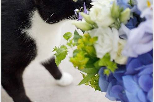 A bride's kitty enjoys her bouquet when it arrives at her home on the morning of her wedding.