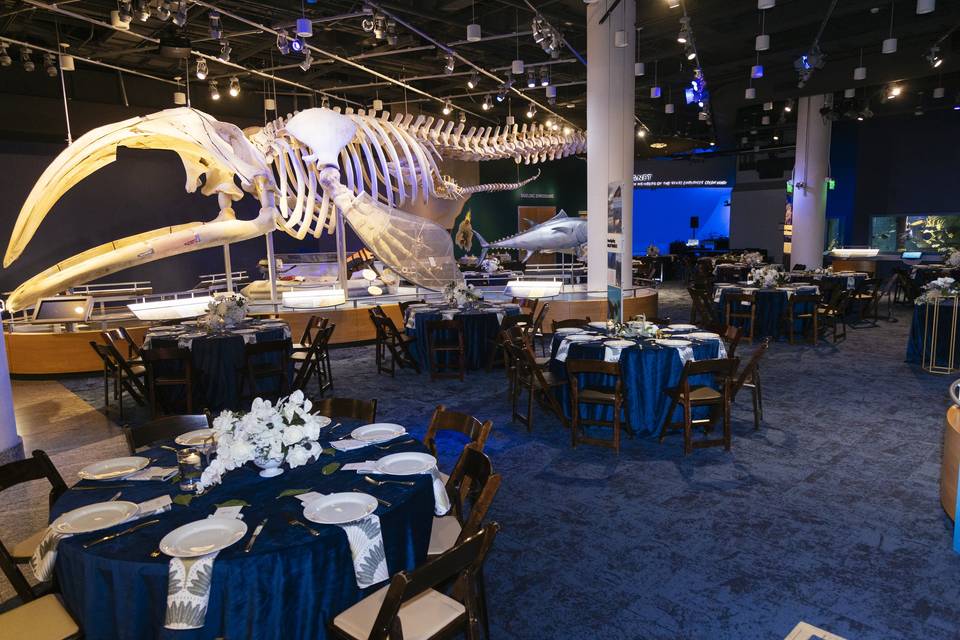 Stumpy the Whale exhibit