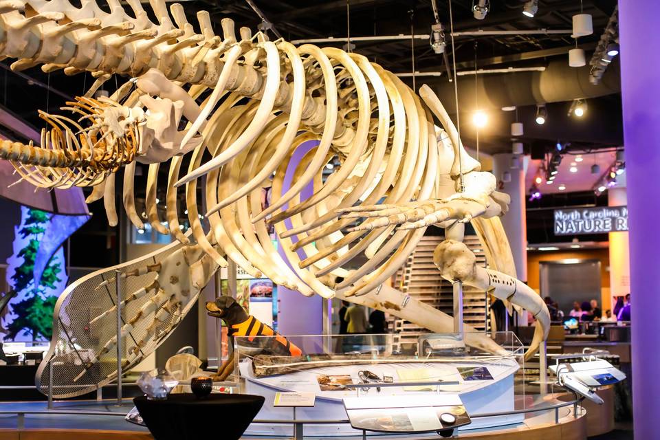 Stumpy the Whale