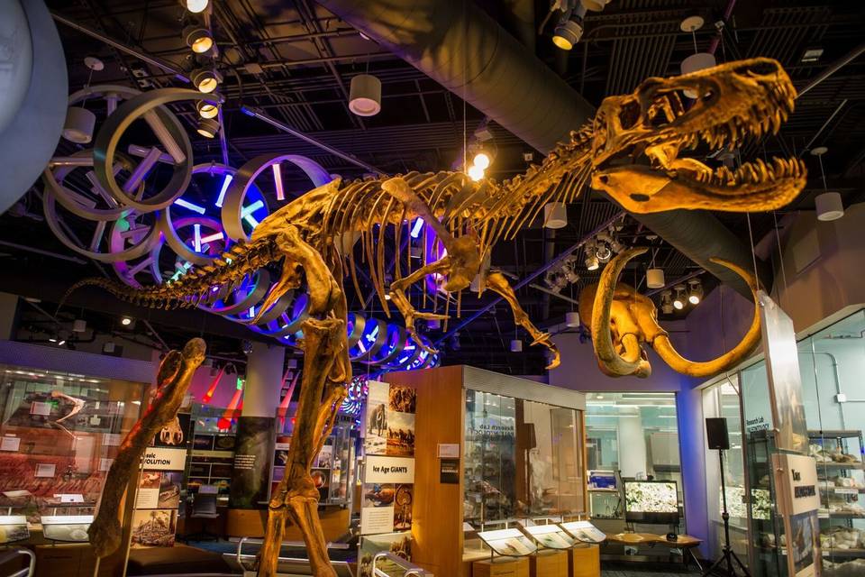 Juvenile T.rex in NRC