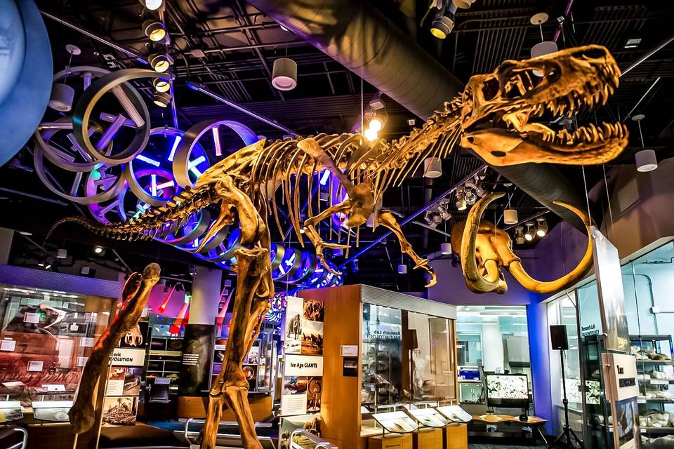 Juvenile T.rex in the NRC