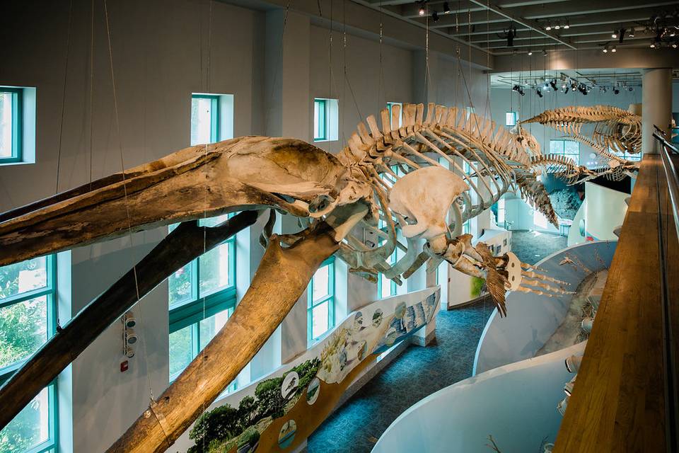 Whale skeletons hanging