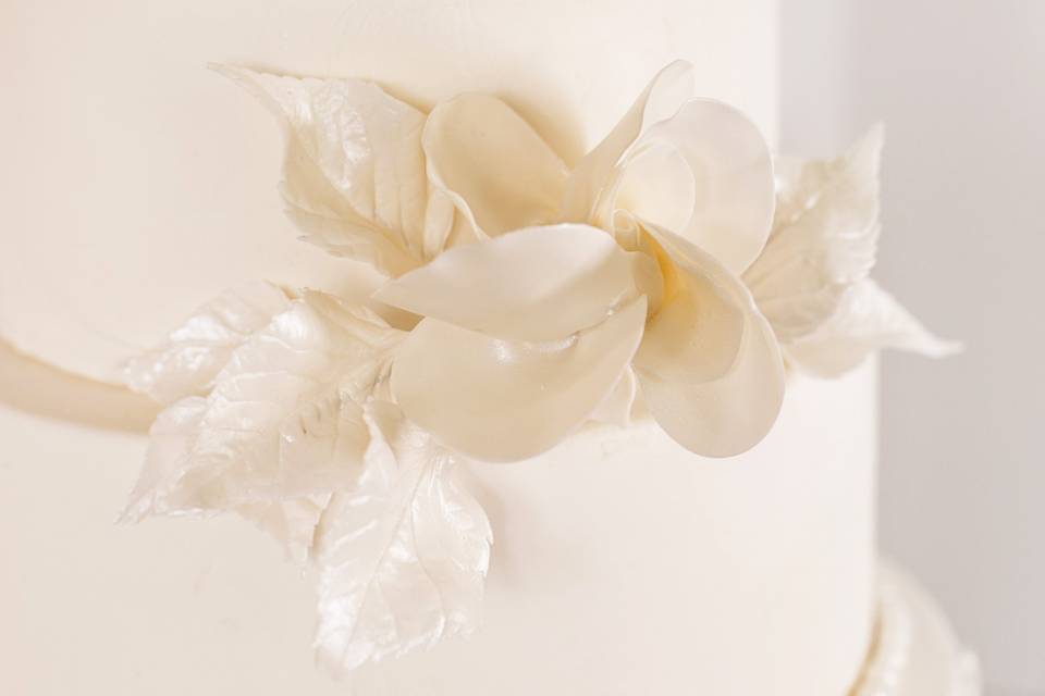 The Modern White Rose
