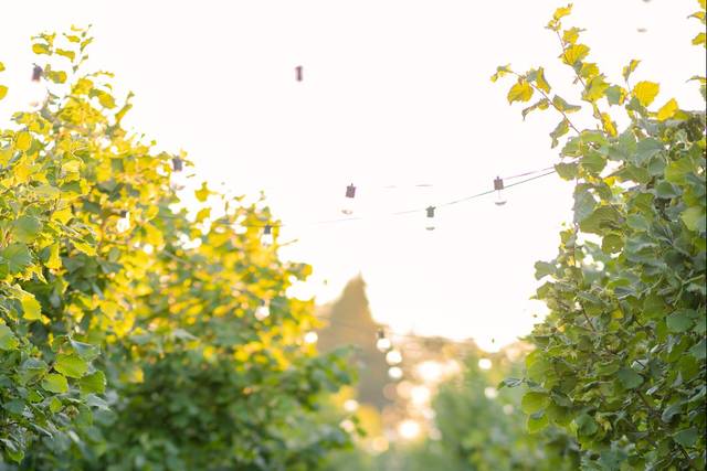 Backyard Orchard