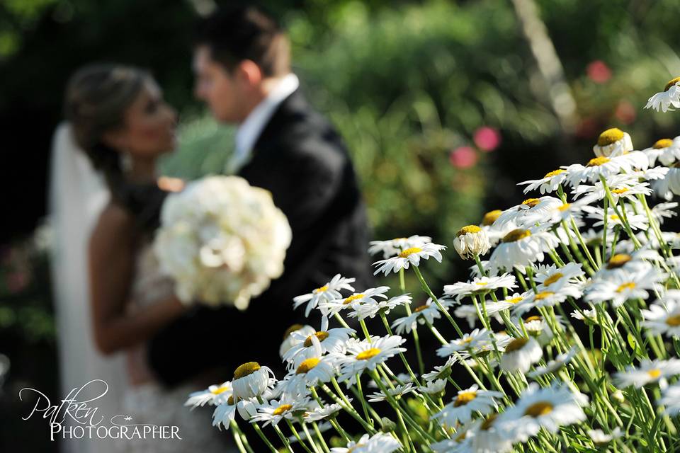 White little roses