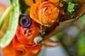 Fleur De Vie, Exotic Floral Designs & Invitations