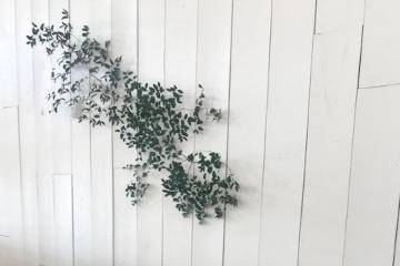 Wall behind Bridal table