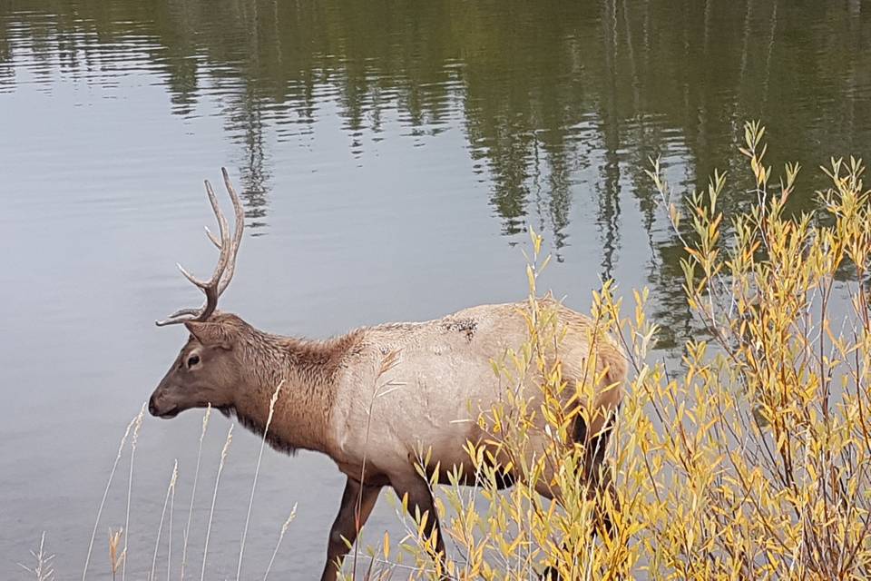 Elk by the pond