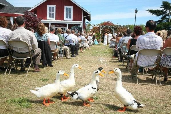 Wedding ceremony