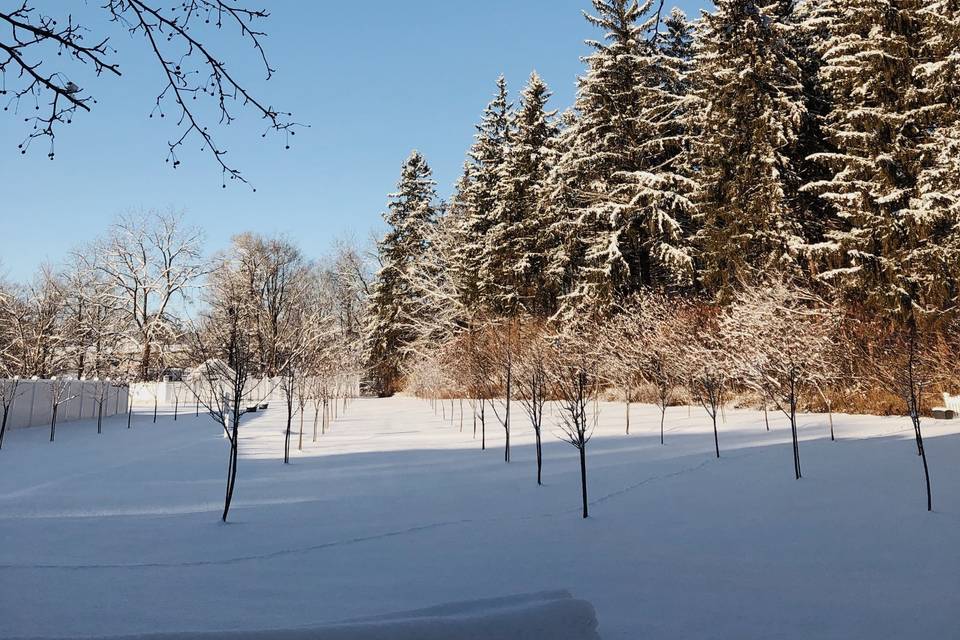 Snowy orchard