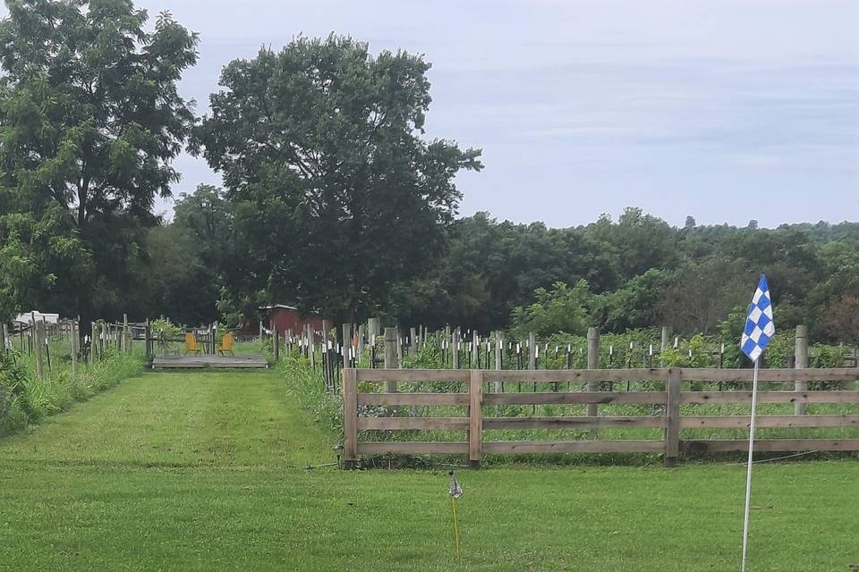 View to deck in vineyard