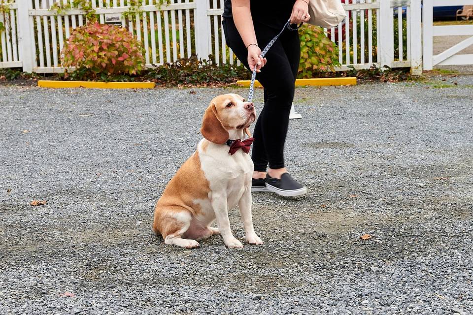 Wedding Puptials