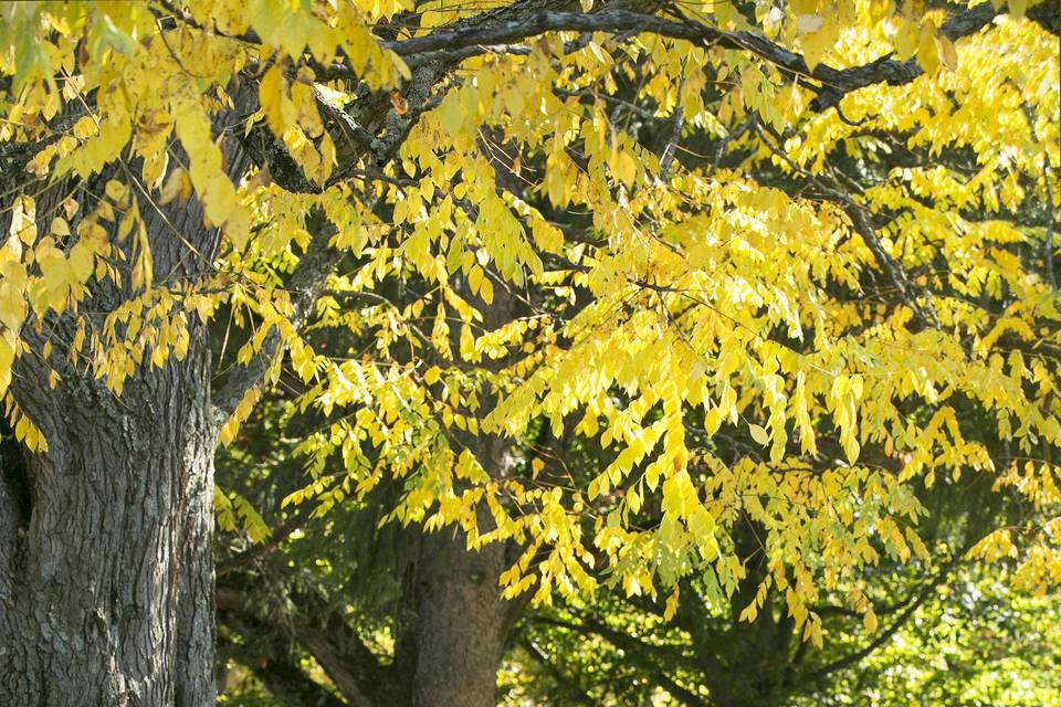 Fall Foliage & Mature Trees