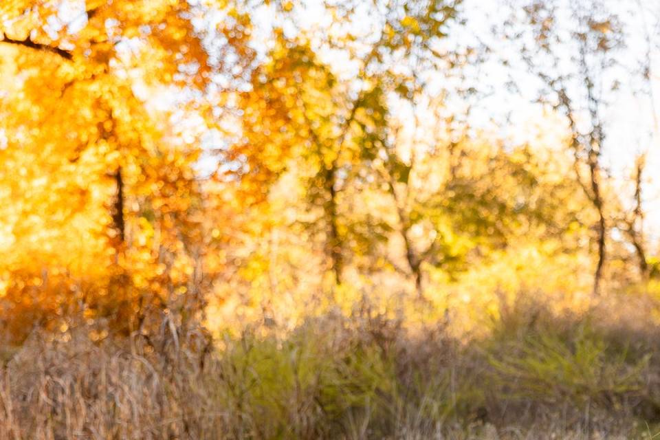 Stl wedding photographer