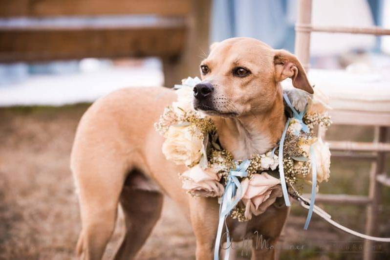 Floral collar