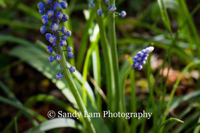 University of Washington's Center for Urban Horticulture